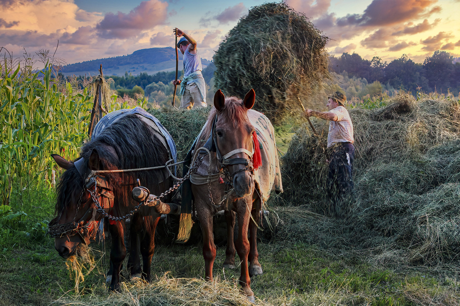 3. 罗马尼亚《收获时节》里卡尔多.布西.JPG 3. 罗马尼亚《收获时节》里卡尔多.布西.JPG